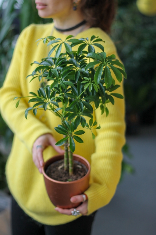 Шеффлера на двух стволах / Schefflera