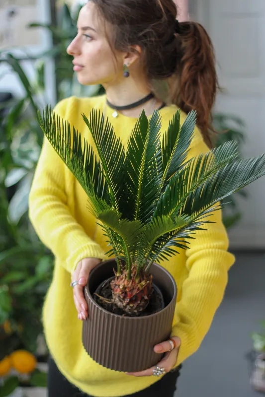 Цикас (Саговник поникающий) / Cycas