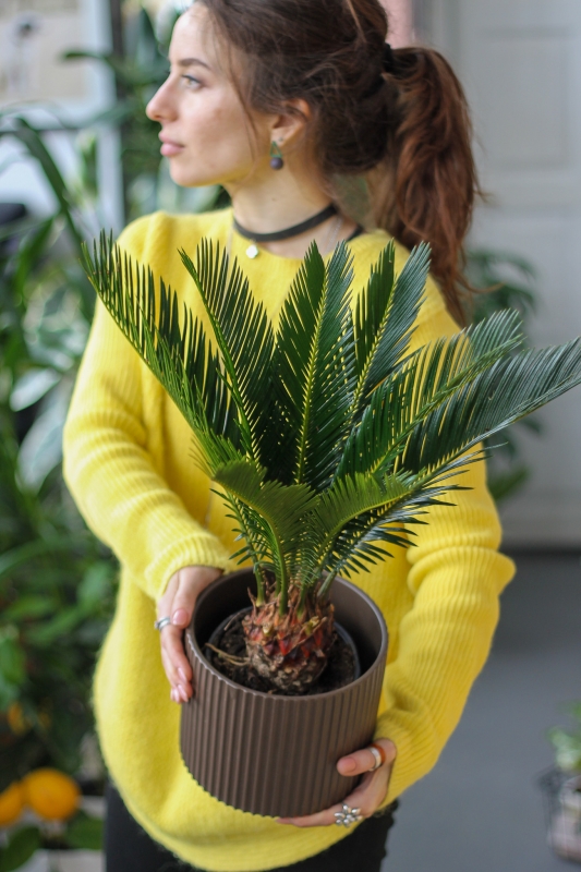 Цикас (Саговник поникающий) / Cycas