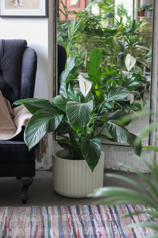 Спатифиллум Сенсация / Spathiphyllum Sensation
