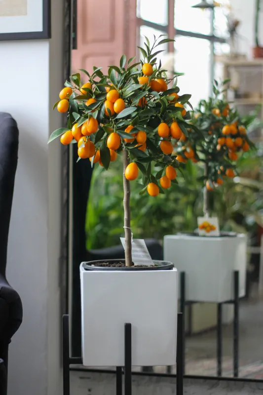 Кумкват / Citrus japonica