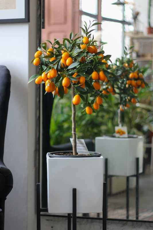 Кумкват / Citrus japonica