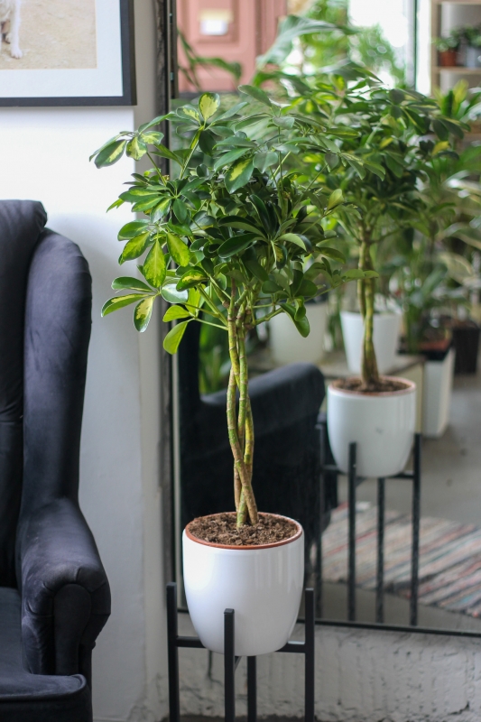 Шеффлера вариегатная на косичке / Schefflera