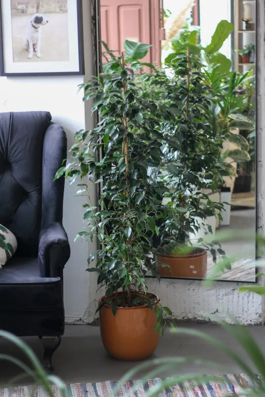 Фикус бенджамина / Ficus benjamina