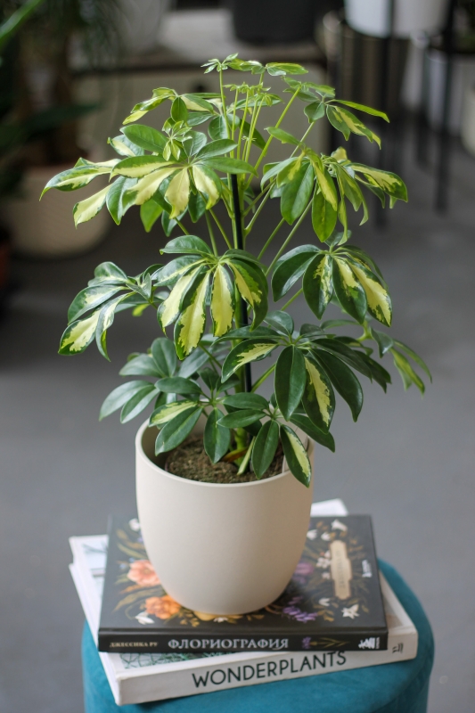Шеффлера вариегатная / Schefflera