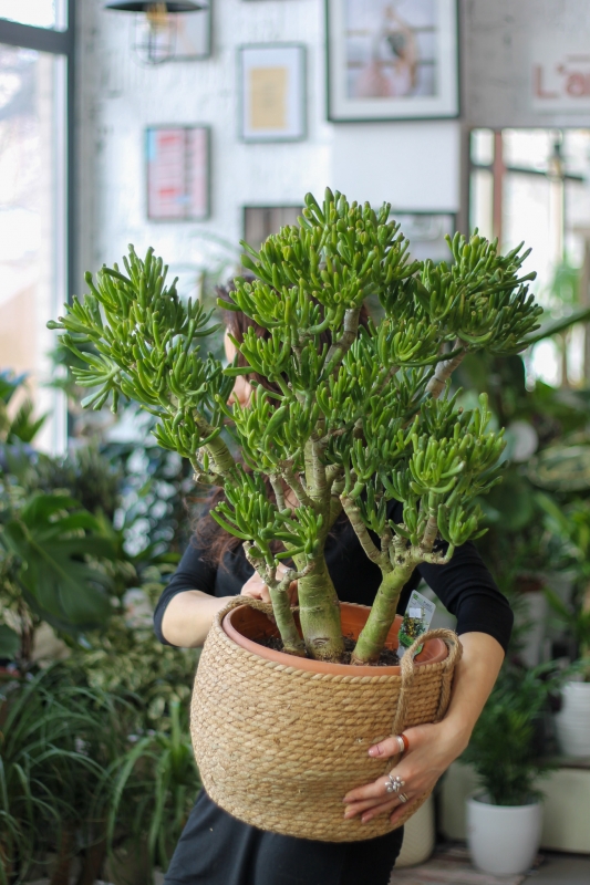 Крассула Хоббит / Crassula Hobbit