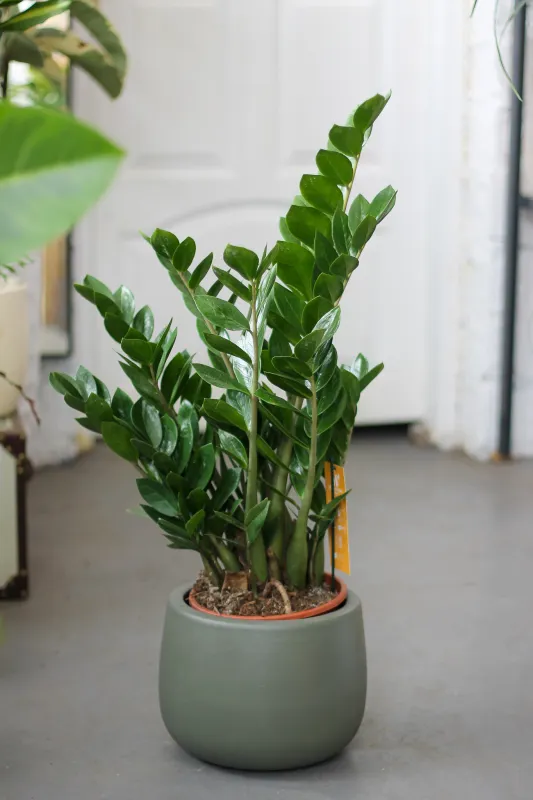 Замиокулькас Долларовое дерево / Zamioculcas