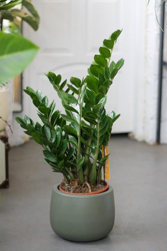 Замиокулькас_Долларовое дерево/Zamioculcas