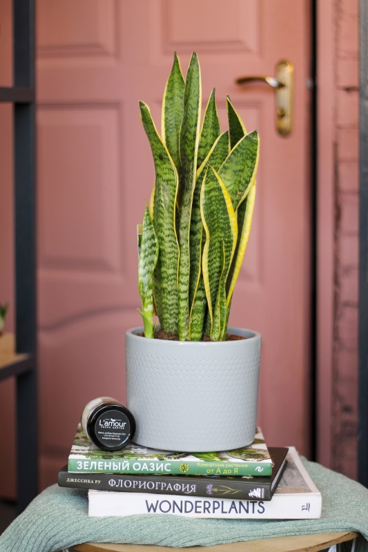 Сансевиерия Лауренти/ Sansevieria Laurentii