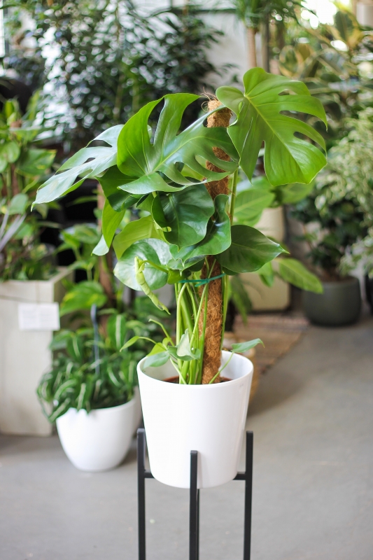 Монстера привлекательная / Monstera deliciosa