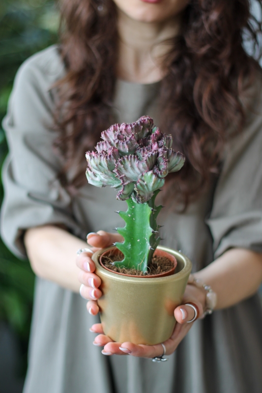 Молочай / Euphorbia
