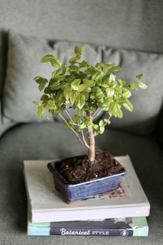  Бонсай Дзельква / Zelkova Parvifolia Bonsai