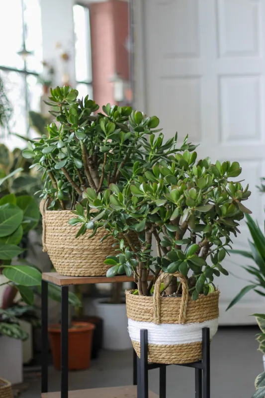 Толстянка_Денежное дерево / Crassula