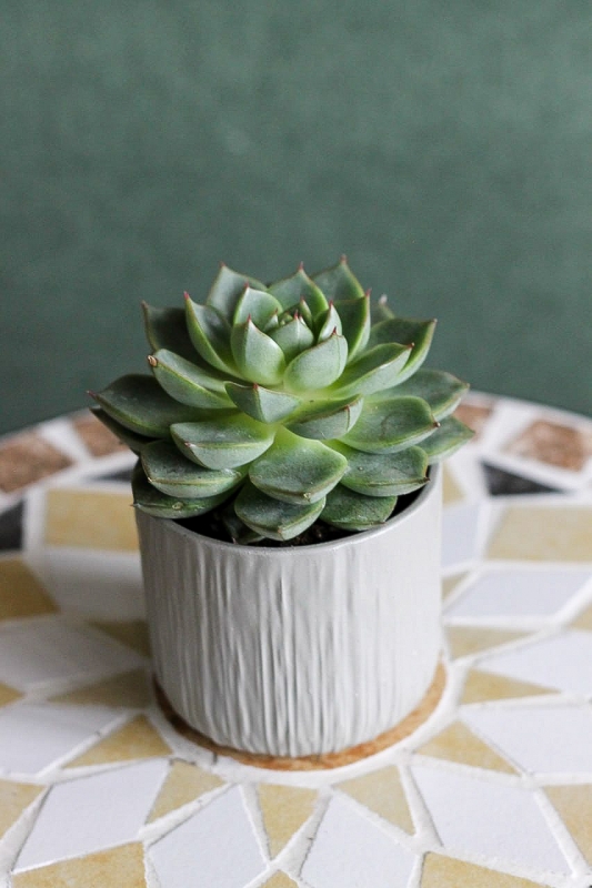 Эхеверия / Echeveria