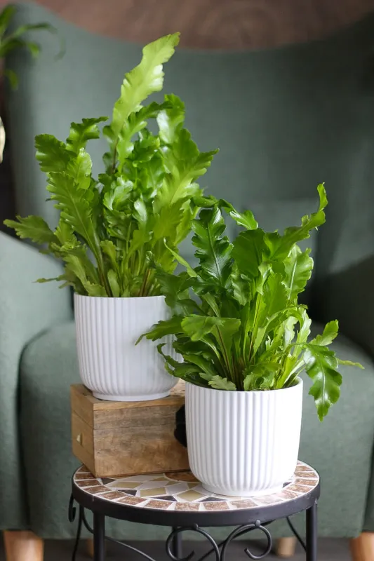 Асплениум / Asplenium