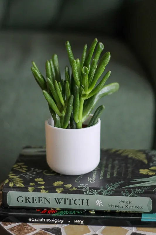 Крассула Овата Хоббит / Crassula Ovata Hobbit