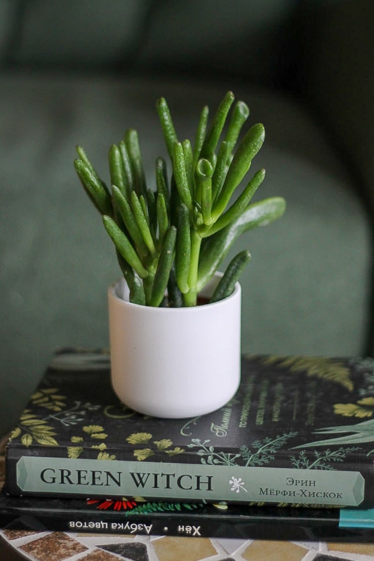 Крассула Овата Хоббит / Crassula Ovata Hobbit
