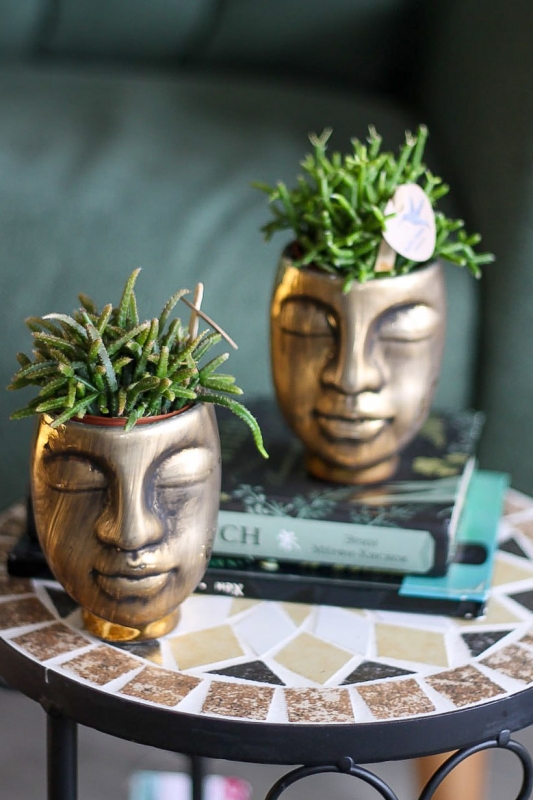 Рипсалис в кашпо (микс) / Rhipsalis