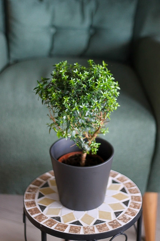Мирт / Myrtus