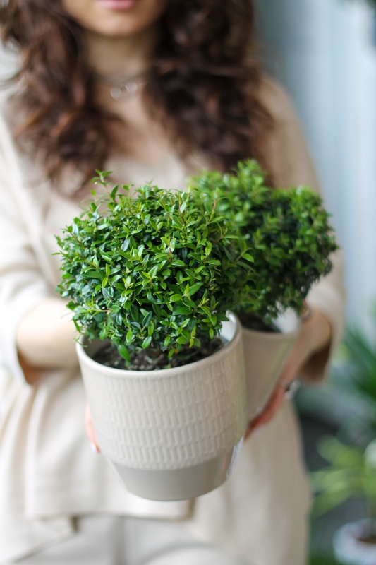 Мирт / Myrtus