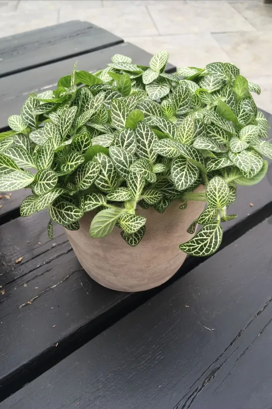 Фиттония / fittonia
