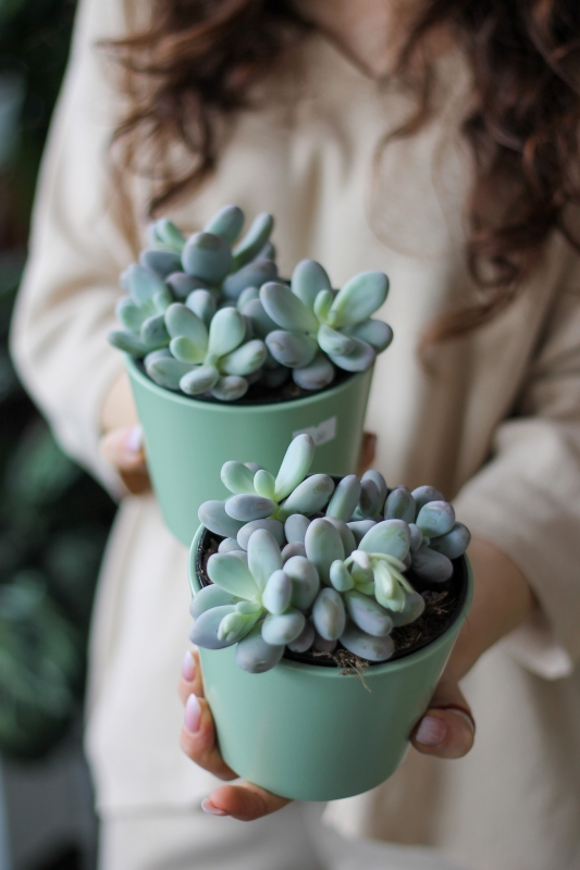 Пахифитум яйценосный / Pachyphytum oviferum 