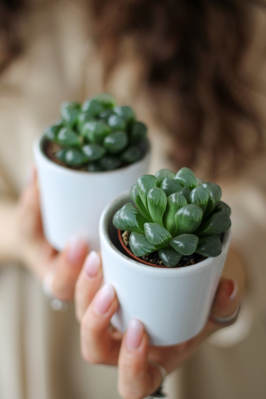 Хавортия Купера Пилифера / Haworthia cooperi var. pilifera