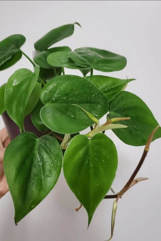 Филодендрон сканденс / filodendron scandens