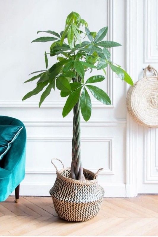 Пахира плетеный ствол / pachira