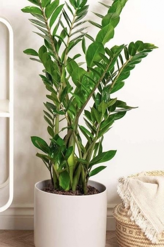 Замиокулькас замиофлора / zamioculcas 