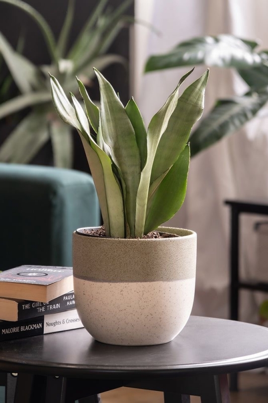 Сансевиерия Муншайн /sansevieria moonshine 