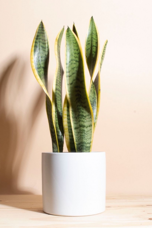 Сансевиерия Лауренти / sansevieria 