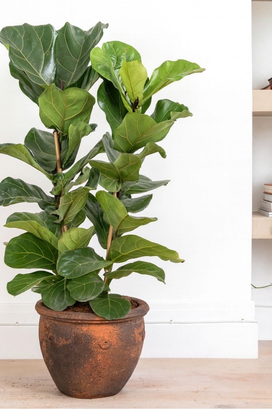 Фикус Лирата / ficus lyrata