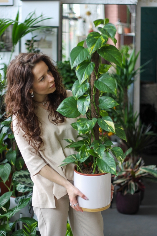 Эпипремнум Золотистый / Epipremnum aureum