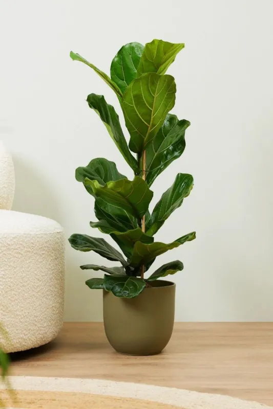 Фикус Лирата / Ficus Lyrata
