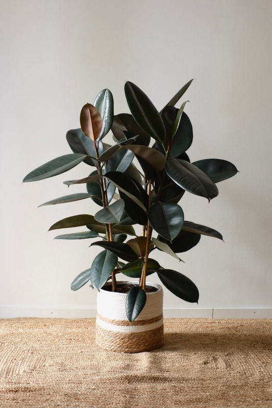 Фикус Абиджан / ficus Abidjan 