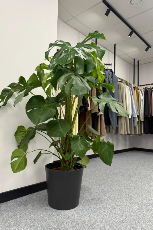 Монстера / monstera