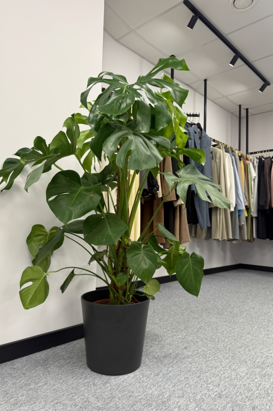Монстера / monstera