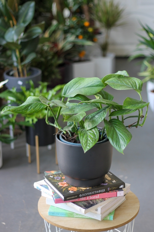 Монстера Карстенианум / Monstera Karstenianum
