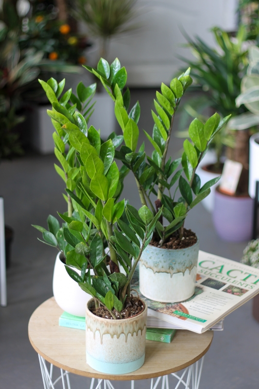Замиокулькас_Долларовое дерево/Zamioculcas