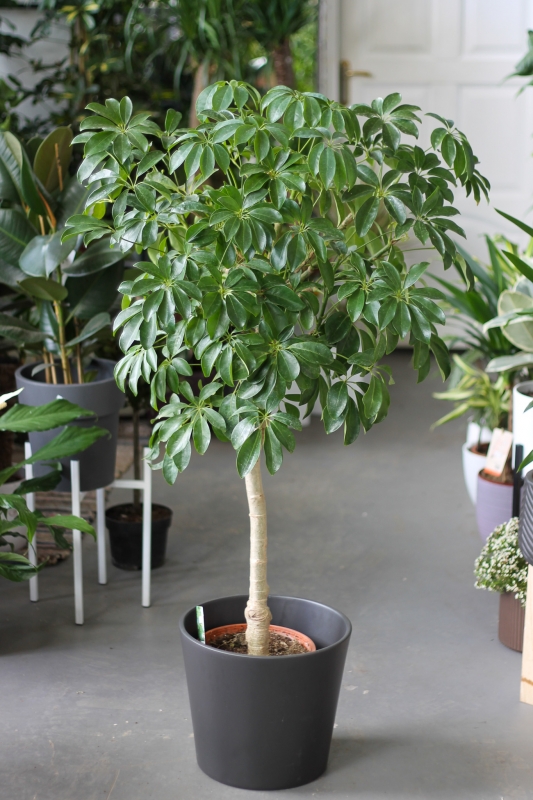 Шеффлера / Schefflera