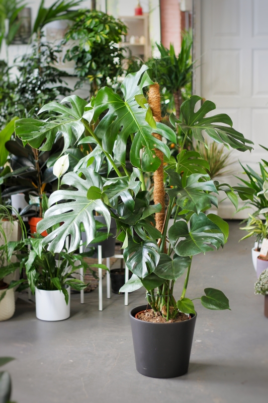 Монстера привлекательная / Monstera deliciosa D21 H100