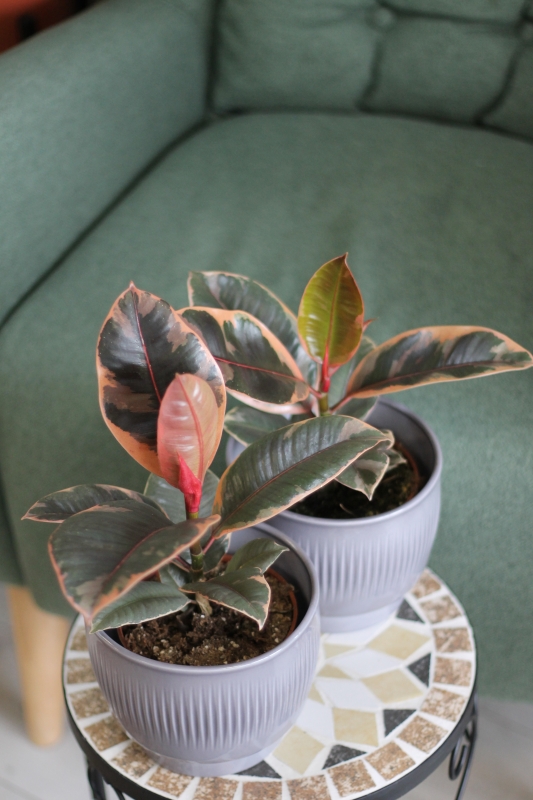 Фикус Эластика Белиз / Ficus Elastica Belize