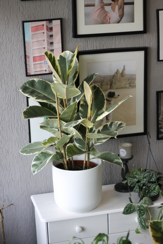 Фикус каучуконосный Эластика Тинеке / Ficus Elastica Tineke