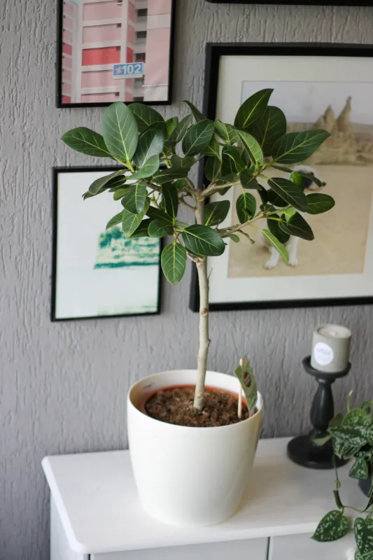 Фикус Бенгальский Одри / Ficus benghalensis Audry