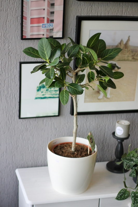 Фикус Бенгальский Одри / Ficus benghalensis Audry