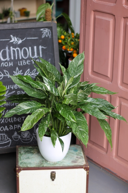 Спатифиллум Даймонд / Spathiphyllum Diamond