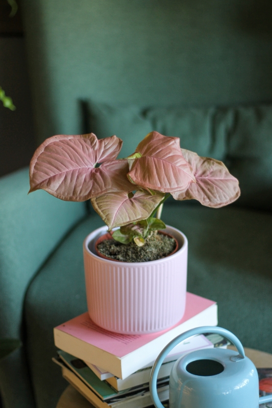 Сингониум Розовый Неон / Syngonium Pink Neon