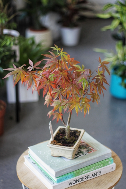 Бонсай Клён / Bonsai Acer