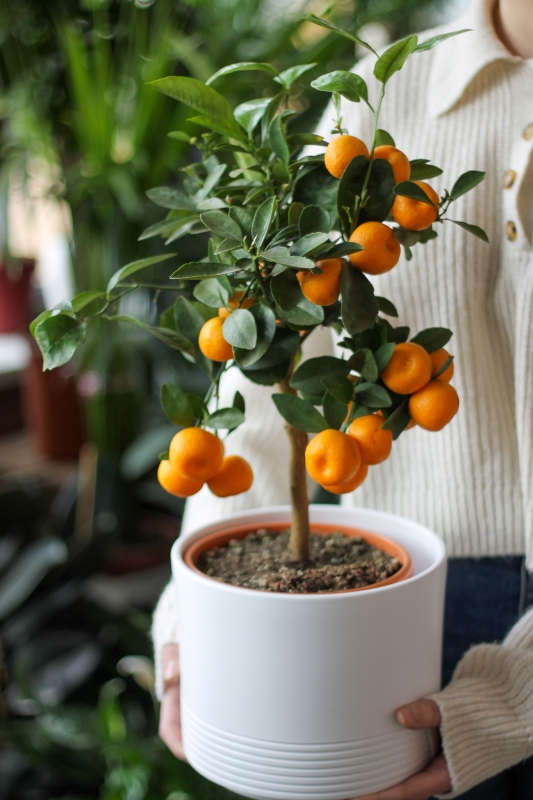 Каламондин / Citrus microcarpa